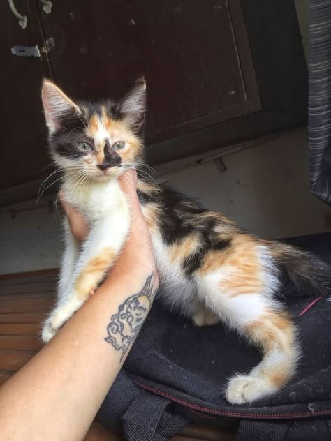 Rare Pets, Cute Calico Cat, Spotted Cats, Cat Tattoo Design, Cats Tattoo, Calico Cats, Tree Cat, Tattoo Cat, Food Cat