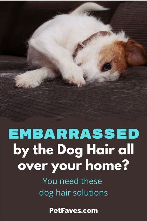 Don't be embarrassed by the dog hair all over your home! There are things you can do to get the dog hair under control. I share some solutions to help you get a handle on the fur in your house. How To Manage Dog Hair, How To Clean Dog Hair In House, How To Keep Dog Hair Off Bed, How To Control Dog Hair In The House, Get Rid Of Dog Hair In House, How To Keep Dog Hair Under Control, Matted Dog Hair, Dog Hair Cleaning, Dog Life Hacks