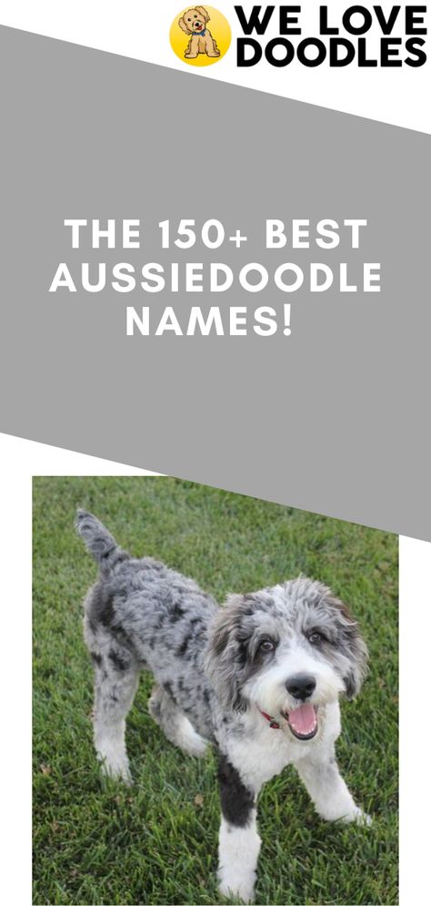 Selecting the best name for your Aussiedoodle is a critical decision. This dog is your companion, and you want to do whatever you can to protect it and build a long-term relationship. The name is essential for training and addressing the dog. Your Aussiedoodle wants to feel loved, and a name helps deliver that love. Likewise, finding the best fit among a plethora of cute Aussiedoodle names can only add to the charm this breed will bring to your home. Aussiedoodle Mini, Puppy Girl Names, Boy Puppy Names, Aussie Doodle Puppy, Doodle Name, Cute Puppy Names, Boy Dog Names, Doodle Puppy, Love Doodles