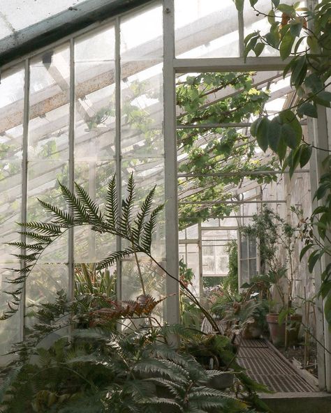 Tropical Greenhouses, Glass Conservatory, Victorian Greenhouses, Green Academia, Plant Study, Paradise Garden, Plant Aesthetic, Greenhouse Gardening, Tropical Summer