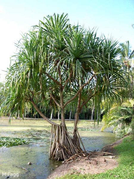 Planting In Sandy Soil, Fruit Facts, Pot Gantung, Tall Shrubs, Euphorbia Milii, Fruits Photos, Australian Plants, Australian Native Plants, Australian Flora