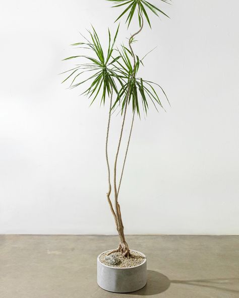 Every corner deserves a statement piece! ✔️ @thepottedearthco Large Plant Indoor, Wabi Sabi Plants, Sculptural Plants, Plant Styling, Plant Indoor, Airbnb Promotion, Plant Shop, House Plants Indoor, Farm Gardens