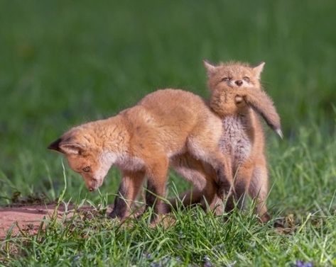 Fox Pups, Fantastic Fox, Fox Pictures, Therapy Animals, Pet Bunny, Pet Fox, Lovely Creatures, Silly Animals, Baby Fox