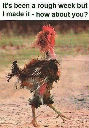 Daylight Savings, Its Friday Quotes, Friday Humor, A Chicken, E Card, No Me Importa, Thank God, Bones Funny, Funny Photos