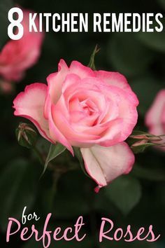 8 Kitchen Remedies for Perfect Roses - Get perfect, beautiful rose blooms with simple fixes right in your kitchen with these 8 kitchen remedies for perfect roses. Great gardening tips for roses! Roses Garden Care, Rose Garden Landscape, Rose Garden Design, Rose Got, Sun Loving Plants, Planting Roses, Garden Show, Hydroponic Gardening, Blooming Rose