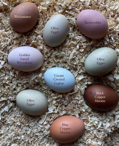 Rainbow Chicken Eggs, Rainbow Eggs, Chicken Egg Colors, Rainbow Chicken, Layer Chicken, Cute Chicken Coops, Types Of Chickens, Egg Photo, Backyard Chicken Coop Plans