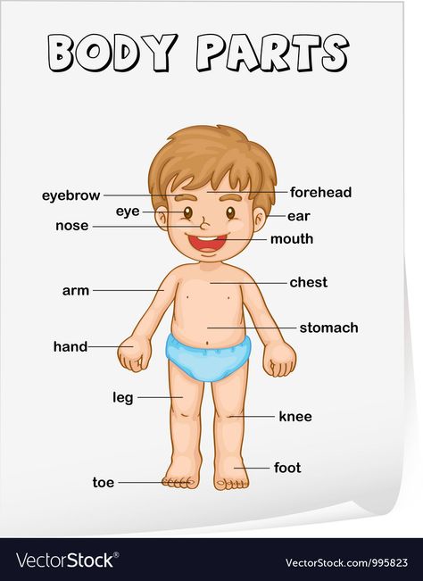 Diagram Poster, Body Parts For Kids, Human Body Worksheets, Body Parts Preschool, Body Chart, Anatomy Lessons, First Grade Science, Human Body Parts, Kindergarten Worksheets Printable