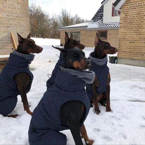 Doberman Training, Dog Mommy, Doberman Pinscher Dog, Doberman Puppy, Doberman Dogs, Dog Jacket, Doberman Pinscher, Cute Creatures, New Puppy