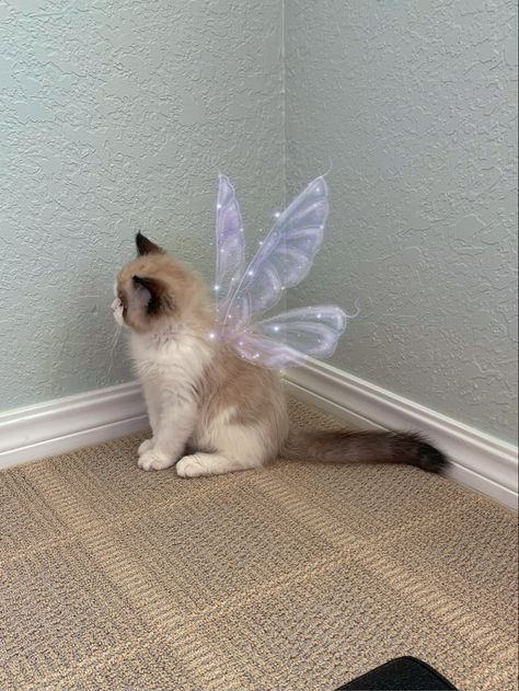 okie_lokii on instgram #fairycore #fairy #cottagecore #kittens #cats #cutecat #aesthetic #wings Cat With Fairy Wings, Aesthetic Wings, Fairy Kitten, Giant Animals, Fairy Cottagecore, Fairycore Fairy, Fairy Wings, Cat Aesthetic, Mermaid Party