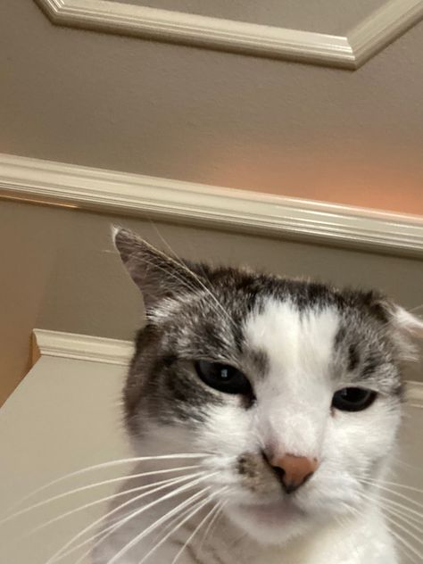 Old white cat stares at camera mad. Disappointment Reaction Pic, Disappointed Cat, React Pics, Cat Reaction, Filo Memes, Hes Gone, Reaction Pic, Reaction Memes, Funny Video Memes