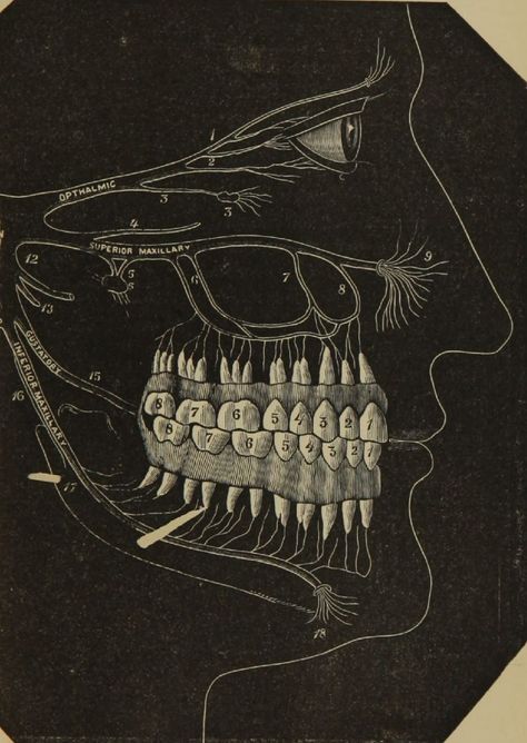 Dental Wallpaper, Teeth Aesthetic, Dentist Art, Teeth Drawing, Medical Drawings, Dental World, Dental Posters, Dental Aesthetics, Dental Videos