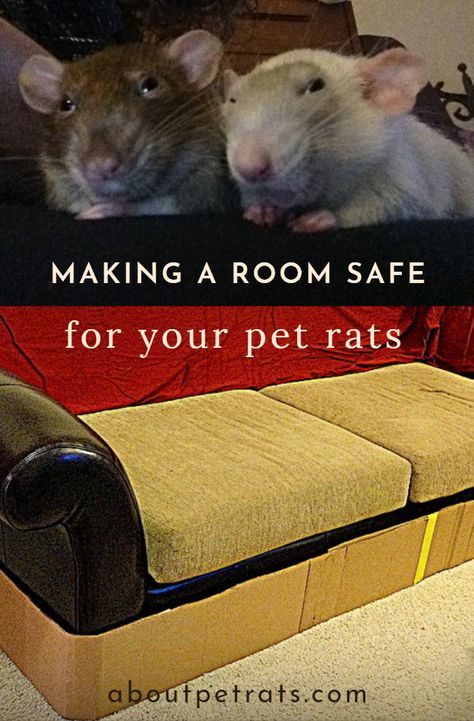 Rats love exploring and playing outside their cage helps enrich their minds. Get detailed tips on how to set up a safe rat room. Rat Maze Diy, Rat Free Roam Area, Homemade Rat Cage Ideas, Rat Playpen, Diy Rat Cage Accessories, Rat Cage Ideas, Rat Facts, Rat Ideas, Diy Rat Toys