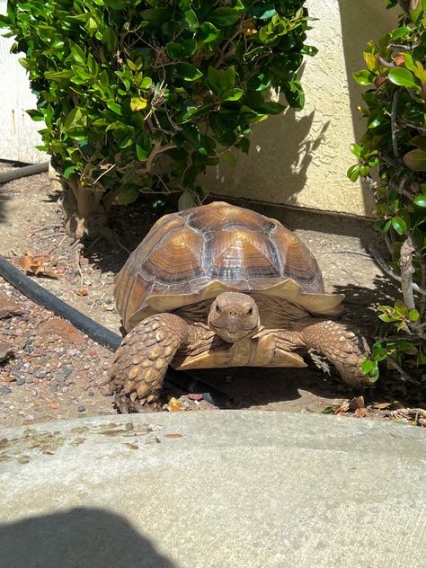 Pet Tortoise, Pinta Island Tortoise, Dilute Tortoiseshell Cat, Pinta Giant Tortoise, Horsefield Tortoise, Types Of Turtles, Beautiful Tortoiseshell Cat, Sulcata Tortoise, Amazing Frog