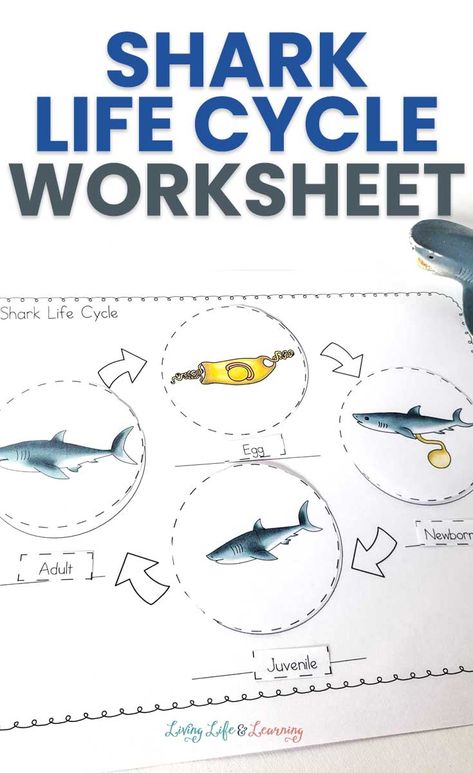 Shark Life Cycle, Life Cycle Worksheet, Zoo Education, Ocean Lesson Plans, Shark Printables, Insect Life Cycle, Shark Activities, Cycle For Kids, Shark Images