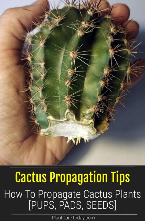 Cactus propagation is easy, the method of propagating depends on the type of cactus you are dealing with. Each type has its own special quirks. Growing Cactus Outdoors, Propagate Cactus, Cactus Container, Cactus Propagation, Cactus Planting, Propagating Cactus, Cactus Garden Design, Arizona Plants, Types Of Cactus Plants