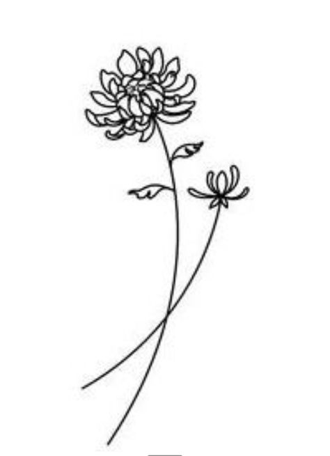 Single Line Chrysanthemum Tattoo, Chrysanthemum Simple Drawing, Chrysanthemum Flower Tattoo Minimalist, Chrysanthemum Simple Tattoo, Chrysanthemum Book Tattoo, Chrysanthemum Flower Drawing Simple, Chrysanthemum Drawing Simple, Simple Chrysanthemum Tattoo, Crysanthemum Tattoo Simple