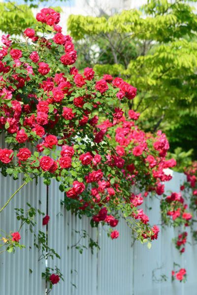 Growing Climbing Roses In Zone 9: Climbing Rose Varieties For Zone 9 Gardens Climbing roses are fabulous additions to almost any garden. But can they grow in zone 9? Click on the following article to learn more about growing climbing roses in zone 9 gardens and choosing popular zone 9 climbing roses. #urbangarden Growing Climbing Roses, Zone 9 Gardening, Rose Garden Landscape, Courtyard Ideas, Rose Gardening, Rose Garden Design, Garden Goals, Climbing Flowers, Zone 7