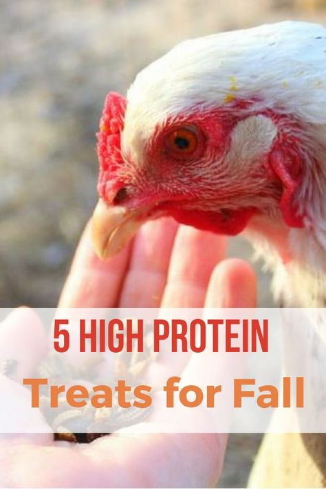 Protein For Chickens, High Protein Chicken, Urban Chicken Farming, Portable Chicken Coop, Backyard Chicken Farming, Chicken Treats, Best Chicken Coop, Protein Treats, Raising Backyard Chickens