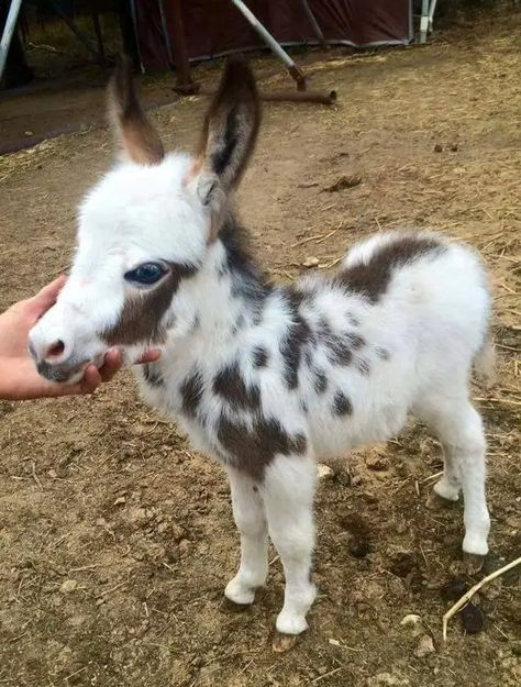 71 adorable photos of baby donkeys who brighten up the day Baby Donkey, Mini Donkey, Miniature Donkey, Cute Donkey, Cutest Animals, Cute Animal Pictures, Sweet Animals, Cute Little Animals, Funny Animal