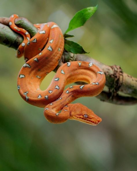 Emerald Tree Boa, Snake Photos, Regard Animal, Nature Picture, Reptile Snakes, Cute Snake, Pet Snake, Beautiful Snakes, Exotic Animals