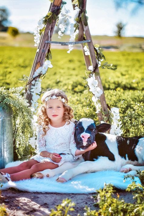 1st Birthday Pictures With Calf, Calf Mini Session, Mini Cow Photo Session, Baby Cow Photoshoot, Cow Minis Photoshoot, Mini Cow Photoshoot, Cow Mini Session, Calf Photoshoot, Calf Pictures