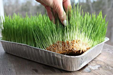 How to Sprout Grains for Chickens Sprouted Grains For Chickens, Plants For Chickens, Chicken Feeder Diy, Food For Health, Chickens Farm, Cute Chicken Coops, Chicken Coop Garden, Sprouted Grains, Chicken Feeders