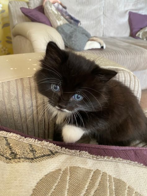 Tuxedo Ragdoll Cat, Blue Eyed Kitten, Black Ragdoll Cat, Black Ragdoll Kitten, Tuxedo Cat Blue Eyes, Ragdoll Kitten Black, Black Cat Blue Eyes, Black Kittens With Blue Eyes, White Ragdoll Cat