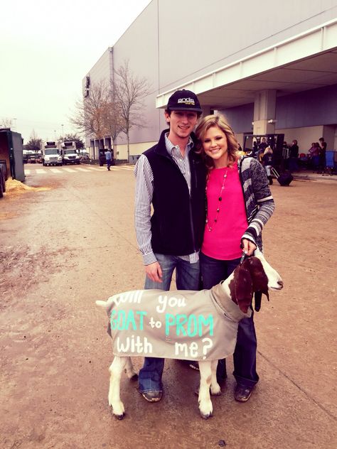 Stock Show Promposal Livestock Promposal, Cowboy Promposal Ideas, Livestock Couples, Farm Promposal, Country Ways To Ask To Prom, Cow Promposal Ideas, Ffa Promposal, Animal Promposal, Cow Promposal