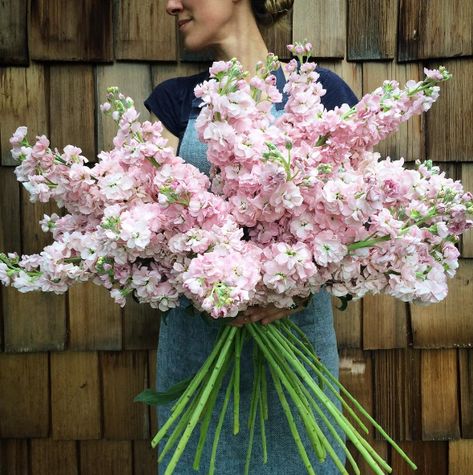 Yesssssssss | People On Instagram Are Obsessed With This Photo Of A Bunch Of Flowers In A Truck Transplanting Plants, Stock Flowers, Cut Flower Farm, Spring Things, Stock Flower, Flower Farmer, Cut Flower Garden, Annual Flowers, Magical Garden