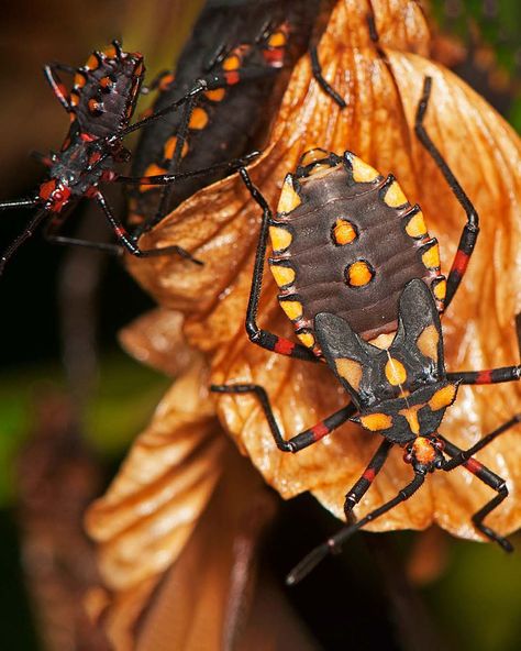 How to Survive a Kissing Bug Infestation | How can you prevent a kissing bug infestation before it becomes a problem? #HowToSurvive | By How to Survive Show | Facebook Kissing Bug, Bug Infestation, How To Survive, What If, How Can, Bugs, How To Become, Kiss, Canning