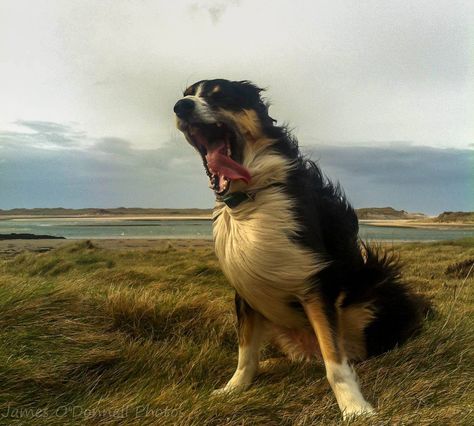 BLOWN AWAY  Dog on a windy day in Ireland, photo by James O'Donnell  www.facebook.com/JamesODonnellPhotography Ireland Beauty, Windy Day, Funny Animal Memes, Beauty Hair, Funny Animal Pictures, Best Funny Pictures, Hair Skin, Animal Memes, Animal Kingdom