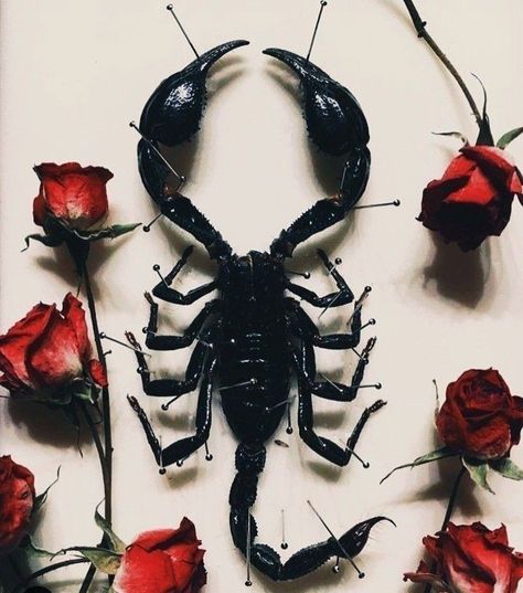 Scorpion Aesthetic, Mercury In Aquarius, Aesthetic Animals, Scorpio Art, Aesthetic Images, Animal Wallpaper, Animal Tattoos, Scorpion, Dark Aesthetic