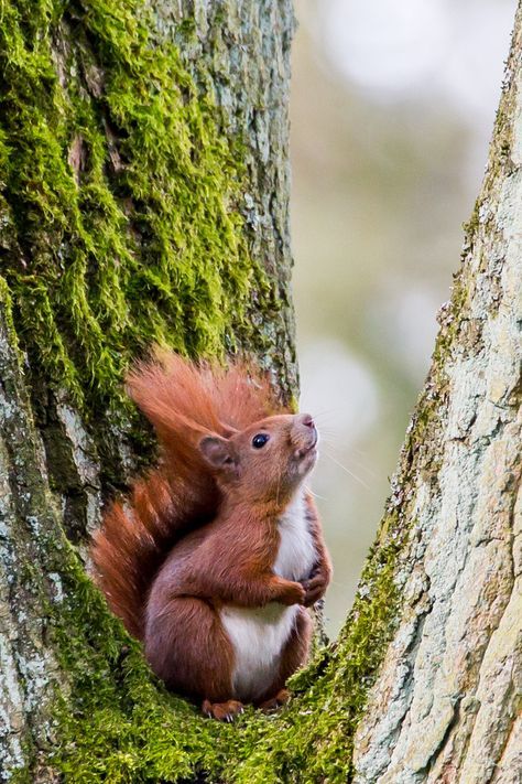 Courrier - Marie Delforge - Outlook Squirrel Climbing Tree, Squirrel Photography, Douglas Squirrel, Images Of Squirrels, Red Squirrels, Squirrel Illustration, Black Squirrel, Squirrel Pictures, Cute Small Animals