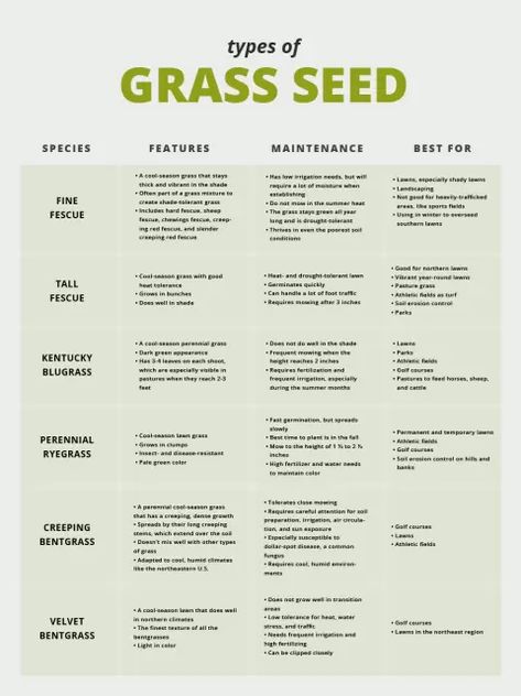 How to Choose the Right Grass Seed For a Thriving Lawn | Nature's Seed Shade Tolerant Grass, Grass Seed Types, Planting Grass Seed, Best Grass Seed, Lawn Repair, Grass Species, Planting Grass, Types Of Grass, Grass Type