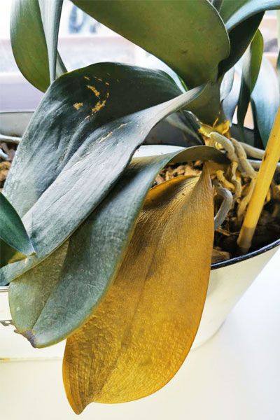 Why are Orchid Leaves Turning Yellow? - Plant Index Yellow Orchid Leaves, Orchid Spike Turning Brown, Orchid Leaves Turning Brown, How To Replant Orchids, Orchid Leaves Turning Yellow, Orchid Meaning, Plant Leaves Turning Yellow, Leaves Meaning, Indoor Orchids