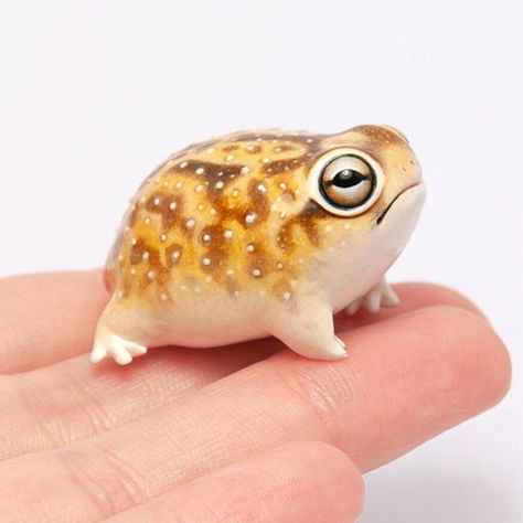 Desert Rain Frog Drawing, Small Clay Animals Easy, Rain Frog Drawing, Dessert Rain Frog, Frog Clay Art, Frog Clay Sculpture, Common Rain Frog, Cute Clay Frog, Desert Frog