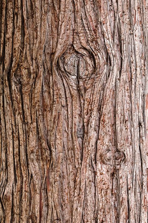 Thanks to @mitchell_luo for making this photo available freely on @unsplash 🎁 Tree Bark Wallpaper, Carnival Birthday Party Theme, Birthday Invitation Card Template, Tree Bark Texture, Brown Tree, Birthday Invitation Card, Wood Bark, Birthday Card Template, Wood Post