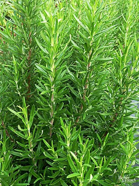 Rosemary image Grow Rosemary, Growing Tomatoes Indoors, Easy Herbs To Grow, Growing Rosemary, Tattoo Plant, Grow Herbs, Rosemary Plant, Garden Herbs, Types Of Herbs