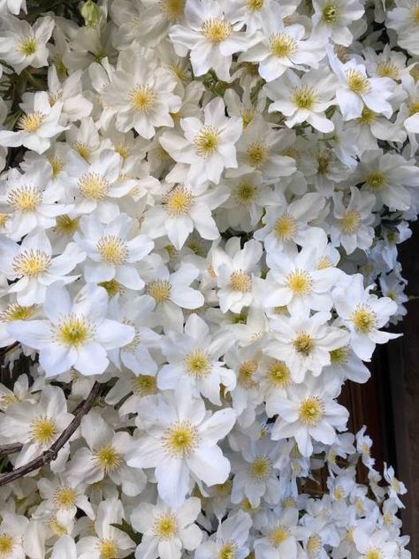 White Clematis, Clematis, Wedding Venues, White, Flowers, Plants