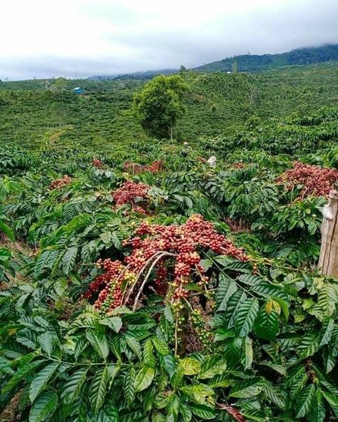 Poultry Farm Design, Farm Fruit, Coffee Cherry, Coffee Plants, Valley Of Flowers, Vietnam Art, Coffee Farm, Blue Background Images, Coffee Plant