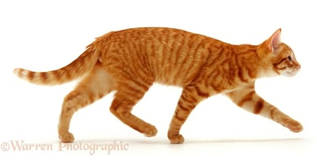 Running Cat Reference, Cat Running Reference, Cat Reference Poses, Cat Reference Photo, Cat Running, Cat Poses, Cat References, Cat Walking, Cat Anatomy