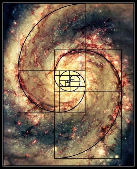 Fibinocci Art, Fibbonaci Sequence Nature, Fibonacci Sequence Art, Fibonacci Sequence In Nature, Golden Ratio Art, Fibonacci Art, Fractal Tree, Spirals In Nature, Spiral Math