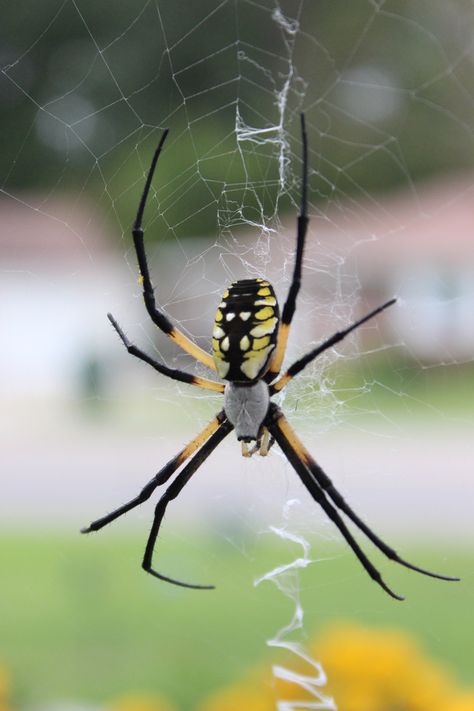 Orb Weaver, garden spider makes a zipper like web, said to be the strongest web weaved of all arachnids.  Super beautiful spider - as pretty as the flowers.  - Photo by Kelly Lindquist Arachnids Spiders, Orb Weaver, Garden Spider, Wolf Spider, Creepy Spider, Cool Bugs, Spider Tattoo, Wild Kingdom, Flowers Photo