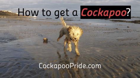 Cockapoo Breeders, Comfy Dog Bed, Cockapoo Puppy, Puppy Pads Training, Poodle Grooming, Cockapoo Puppies, Puppy Pads, About Money, Dog Crate