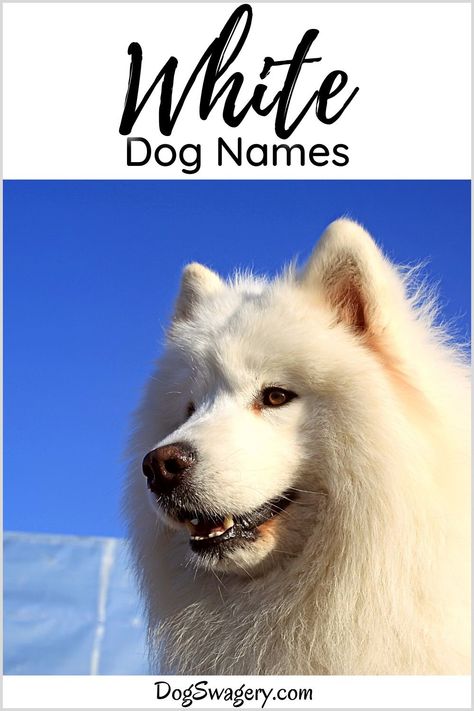 What is a good name for your white dog? We’ve rounded up a list of white dog name ideas inspired by the winter season and snowy weather to match your dog’s white hair and personality. Trendy Dog Names, White Dog Names, Harry Potter Dog Names, Powerful Dog Names, Dog Names Disney, Most Popular Dog Names, Harry Potter Dog, Welsh Names, Gsd Dog