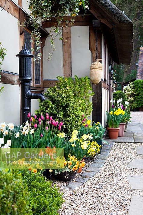 Tulips at Little Larford Cottage, Worcestershire - Gravel path leading to front of cottage Cottage Images, Front Gardens, Gravel Path, Plant Photography, Garden Plants, Tulips, Gap, Cottage, Stock Photos