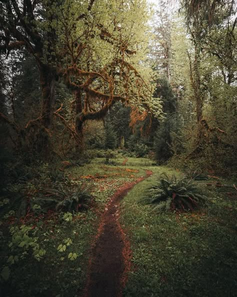 Pacific Northwest Gothic, Portland Forest, Contemplative Art, Pnw Aesthetic, Pnw Art, Faerie Aesthetic, Pacific Northwest Style, Spooky Forest, Ideal Aesthetic