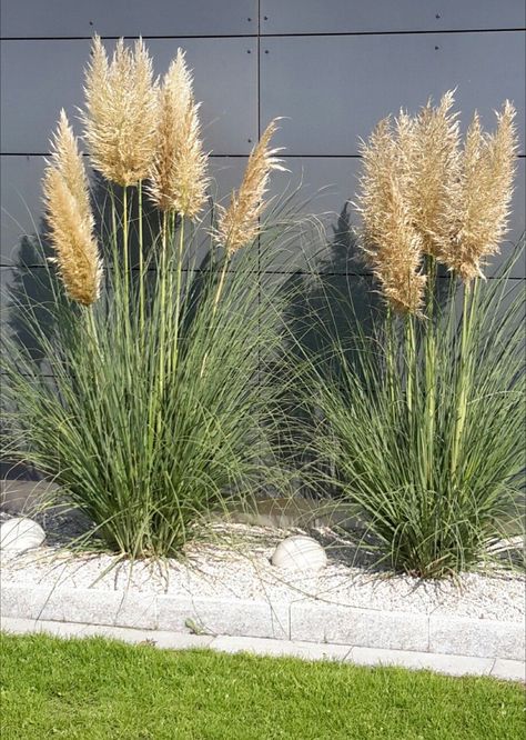 Pampas Grass Landscape Front Yard, Pampas Grass Outdoor, Pampas Grass Garden, Ornamental Grass Landscape, Xeriscape Front Yard, Stone Garden Paths, Large Backyard Landscaping, Front Garden Landscape, Modern Backyard Landscaping