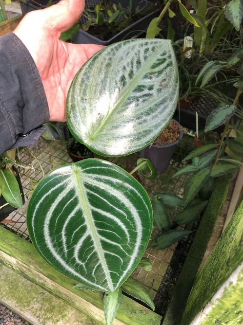 Peperomia maculosa Peperomia Maculosa, Red Veins, Rare Orchids, Red Leaves, Water Plants, House Plants, Orchids, Plants