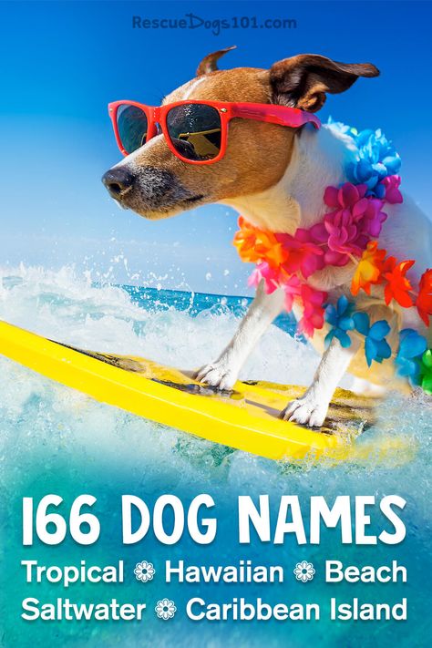 cute dog surfing in blue water, wearing red sunglasses and a Hawaiian lei flower Beachy Dog Names, Beach Dog Names, Hawaiian Dog Names, Summer Names, Hawaiian Names, Bulldog Names, Girl Dog Names, Female Dog Names, Cute Names For Dogs